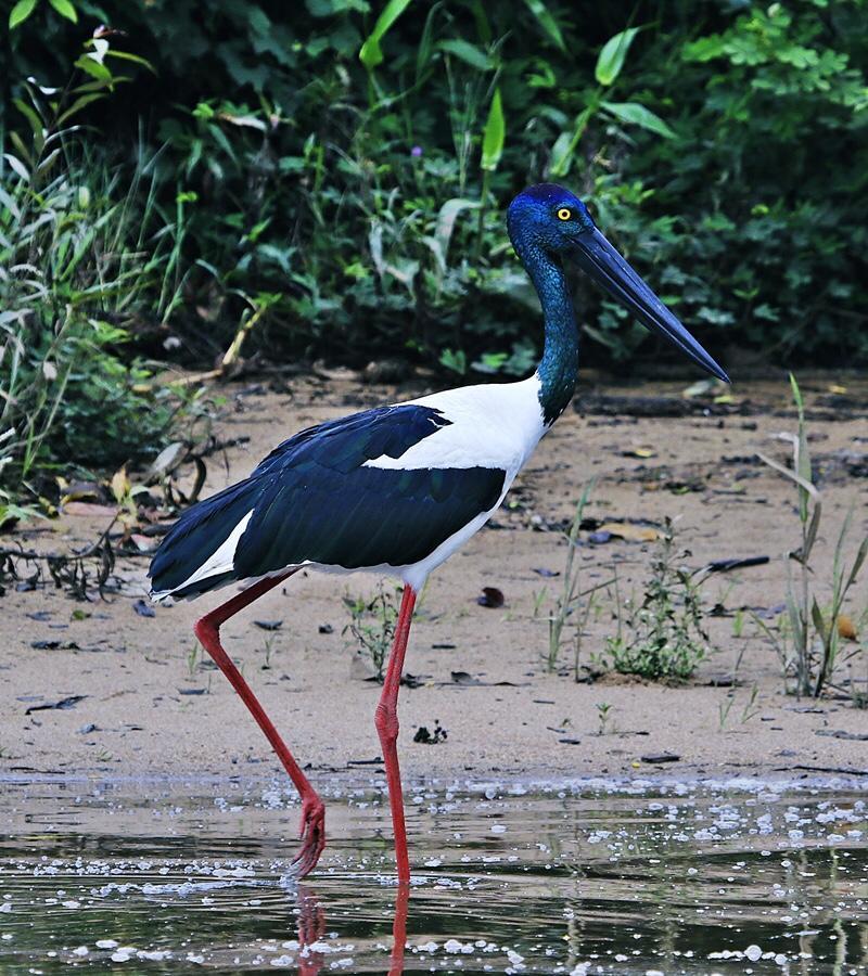 Egrets Rest Vila Daintree Exterior foto