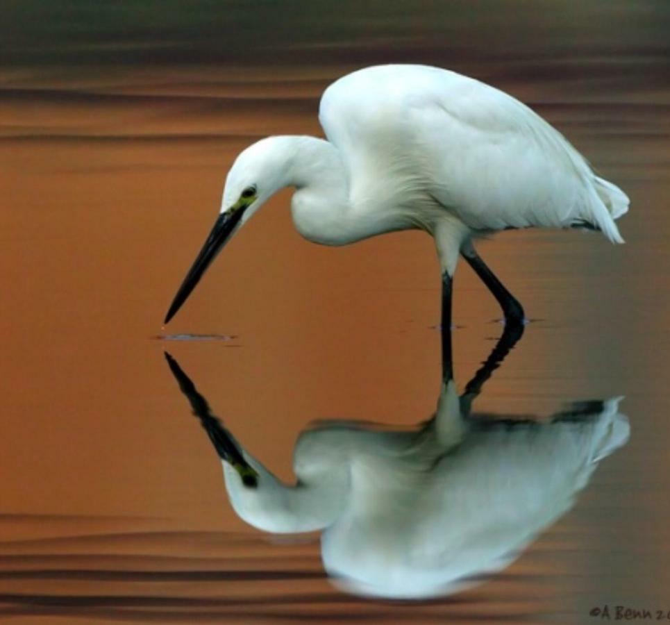 Egrets Rest Vila Daintree Exterior foto