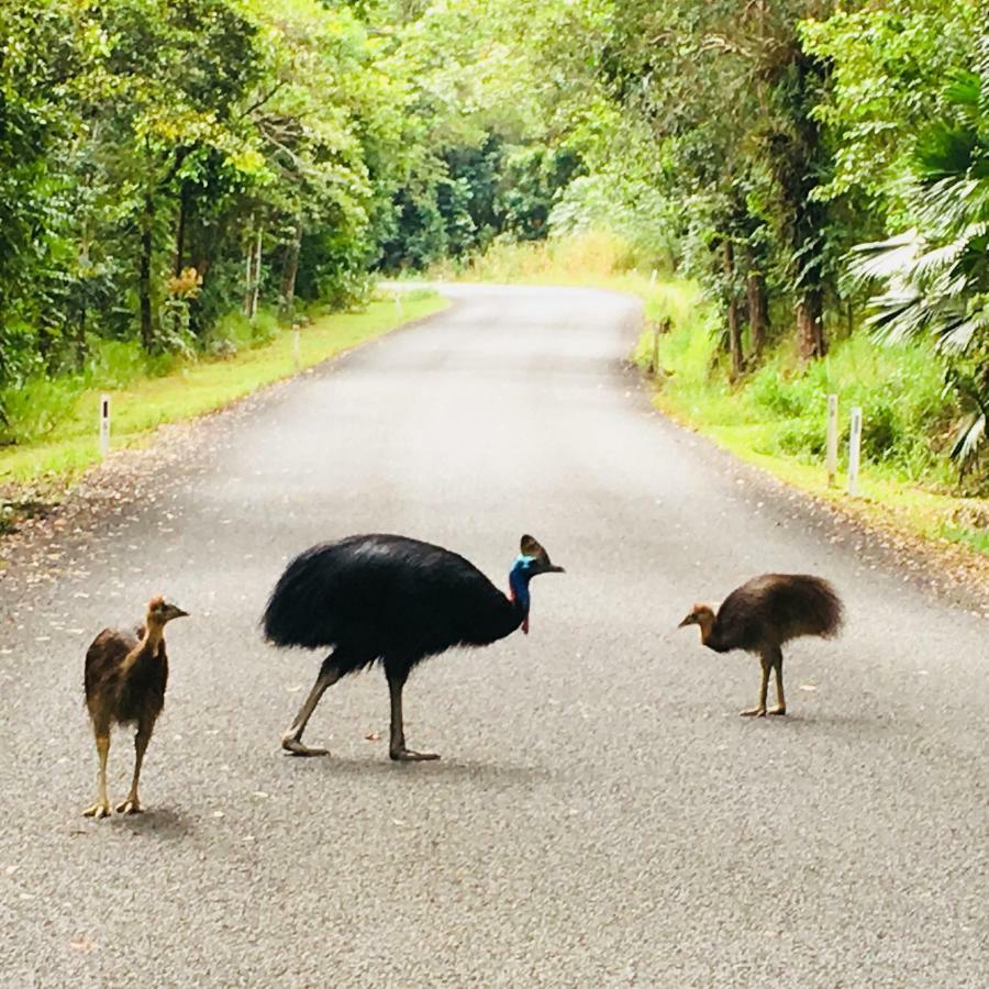 Egrets Rest Vila Daintree Exterior foto