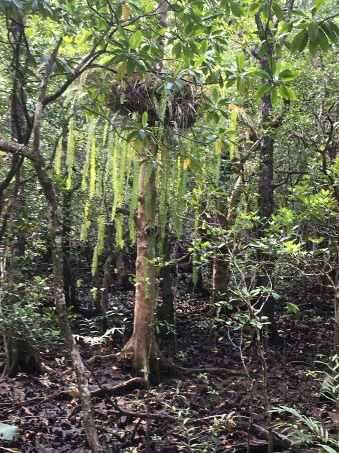 Egrets Rest Vila Daintree Exterior foto